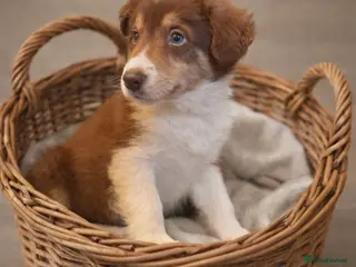 Border Collie dogs Red, White & Gold Border Collie Boy Pup - Advert 5