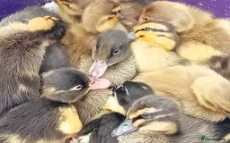 Ducks poultry for sale: Mixed Color Indian Runner Ducklings - Image 3