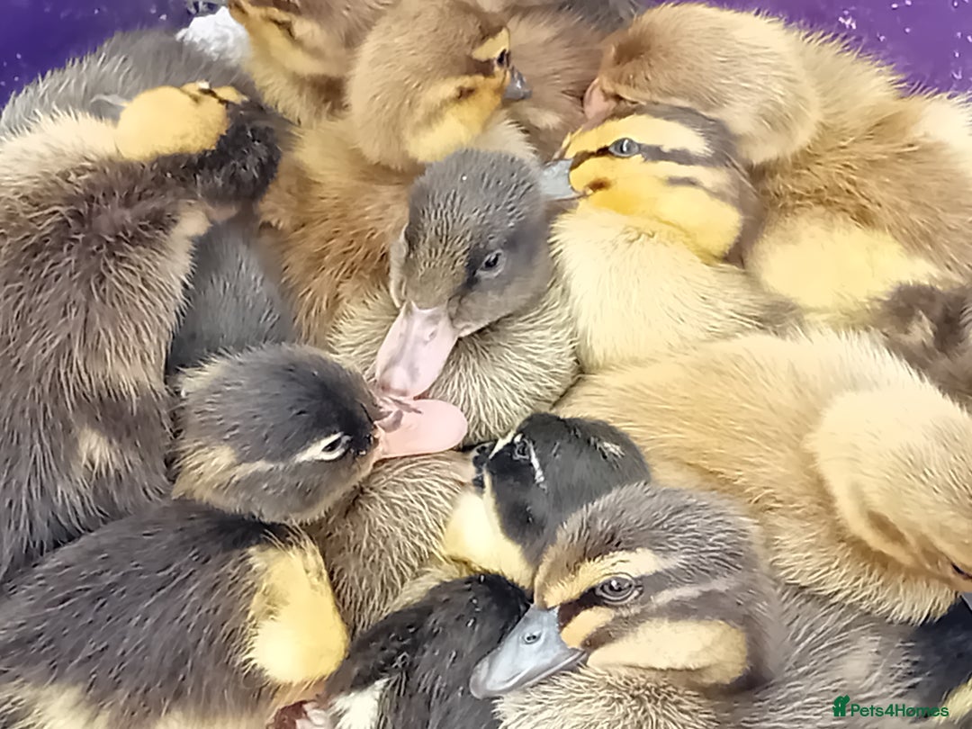 Ducks poultry for sale: Mixed Color Indian Runner Ducklings - Image 3