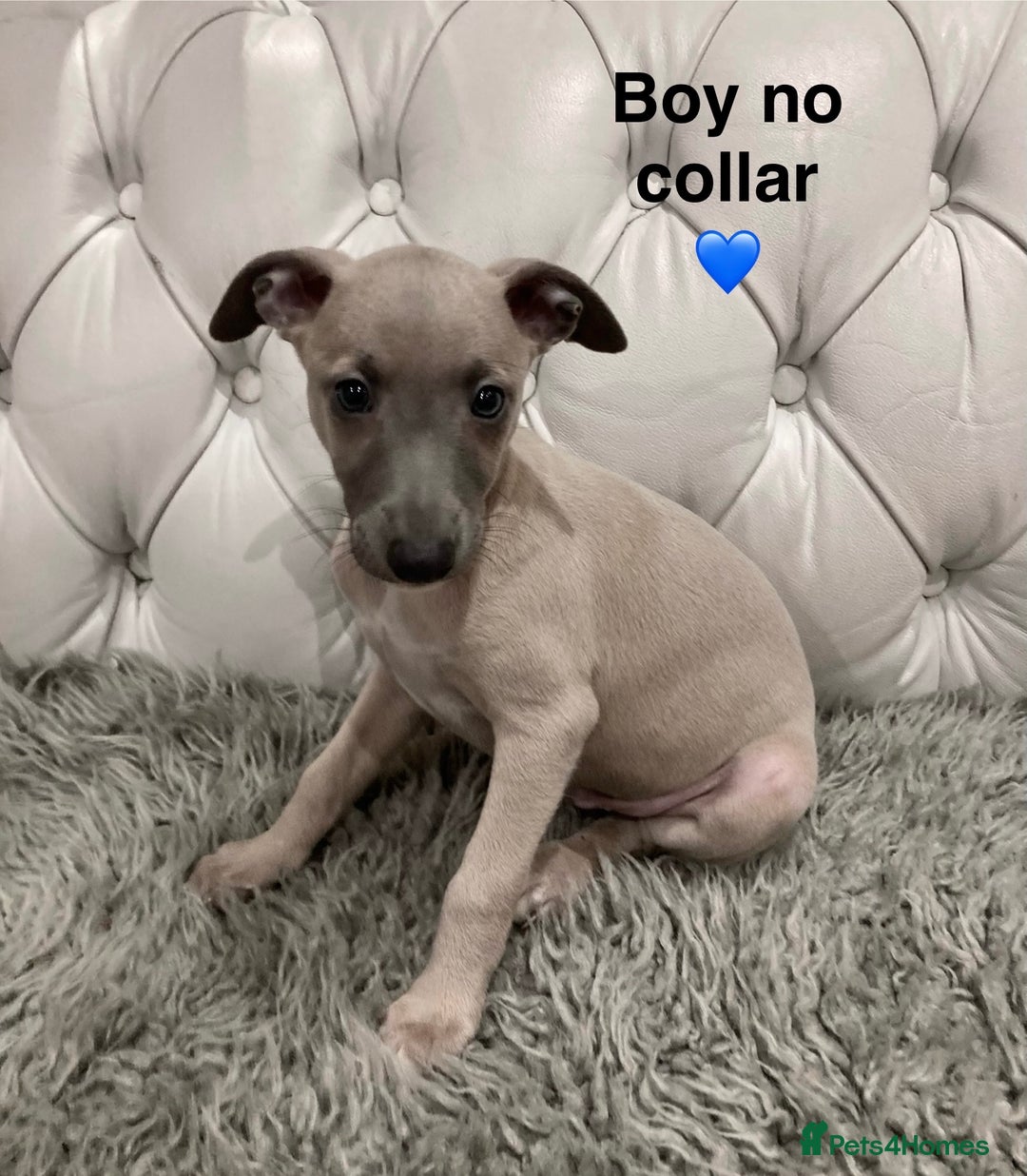 Mixed Breed dogs for sale: Italian greyhound  - Advert 7