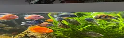 Cichlids fish for sale: Cichlids and clown loach for sale  in Ware - Advert 6