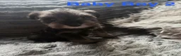 Miniature Schnauzer dogs for sale: Stunning Miniature Schnauzer Puppies - Advert 9