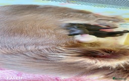 Chihuahua dogs for sale: Long haired chihuahua boys  - Image 9