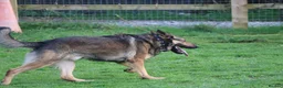 German Shepherd dogs for sale: Trained family gsd male - Advert 10