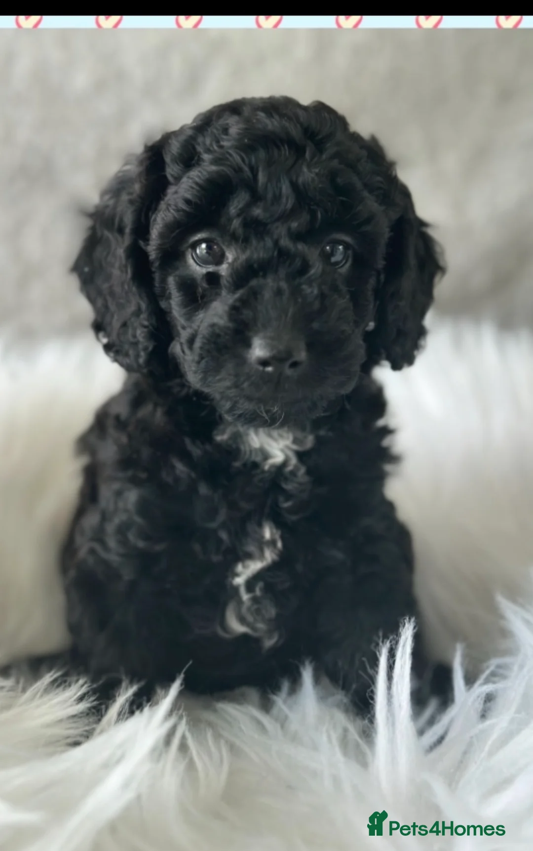 Australian Labradoodle dogs for sale: Health Tested multigen Australian labradoodles  in Ware - Advert 13