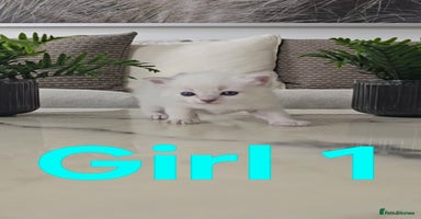 Ragdoll cats - Advert 15