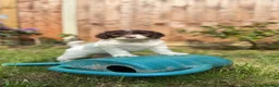 Australian Labradoodle dogs for sale: 6 Australian Labradoodles Pups - READY NOW - Advert 9