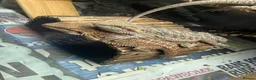 Bearded Dragon reptiles for sale: Baby Bearded Dragons - Advert 6