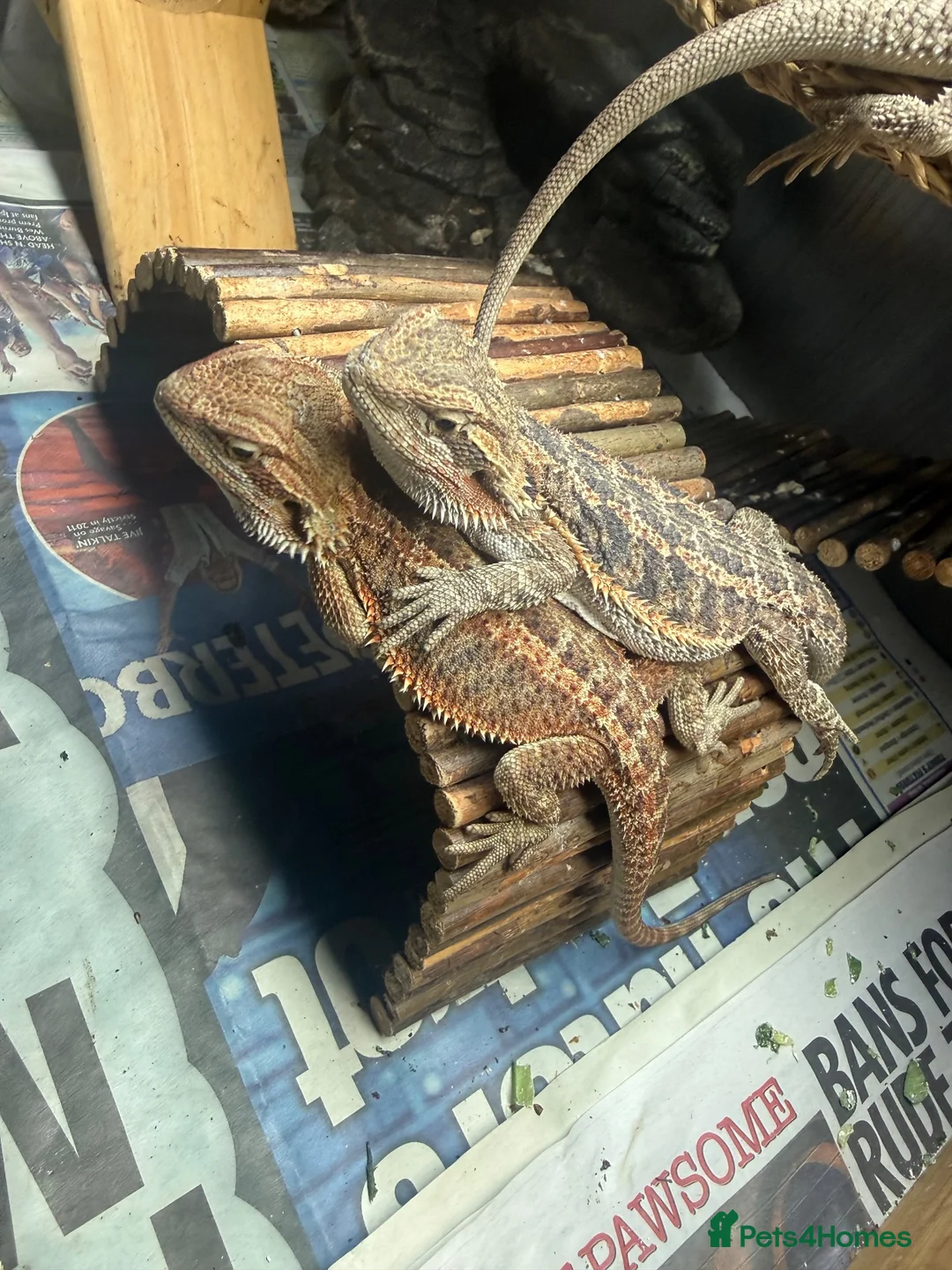 Bearded Dragon reptiles for sale: Baby Bearded Dragons - Advert 6