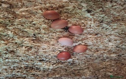 Chickens poultry for sale: Point of lay warren hens - Image 6