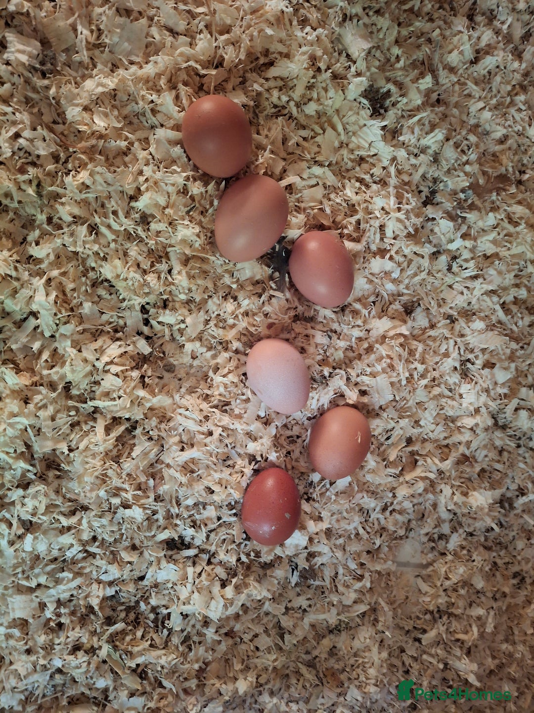 Chickens poultry for sale: Point of lay warren hens - Image 6