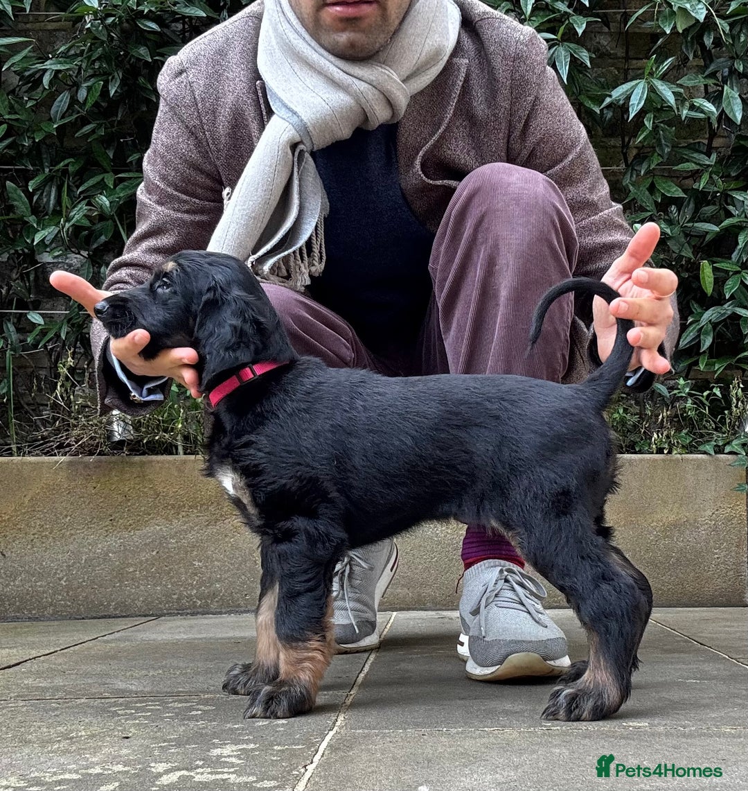 Afghan Hound dogs for sale: Afghan Hound Litter AVAILABLE - Advert 20