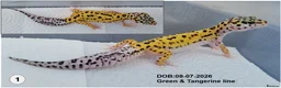 Leopard Gecko reptiles for sale: Baby Leopard Geckos - Advert 3