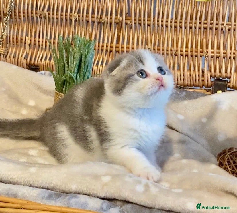 Scottish Fold cats 🧸😻CHAMPION LINE TICA ACTIVE SCOTTISH/BSH😻🧸 - Advert 1