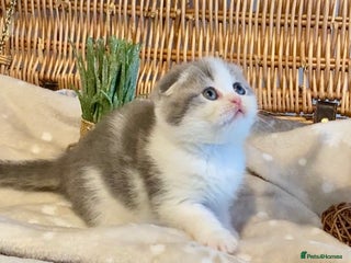 Scottish Fold cats 🧸😻CHAMPION LINE TICA ACTIVE SCOTTISH/BSH😻🧸 - Advert 1