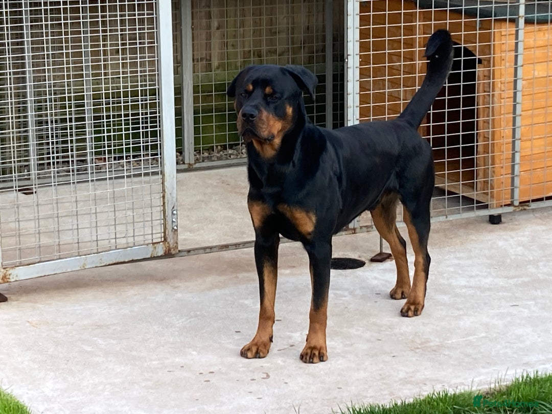 Rottweiler dogs for sale: Bruce * Rehome *  - Advert 15
