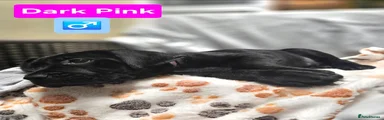 Mixed Breed Dark Pink