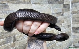 King Snake reptiles for sale: Male Mexican Black Kingsnake - Advert 1