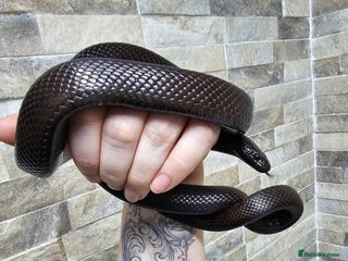 King Snake reptiles - Advert 10