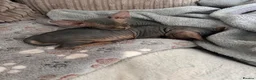 Sphynx cats for sale: Kitten - Advert 17