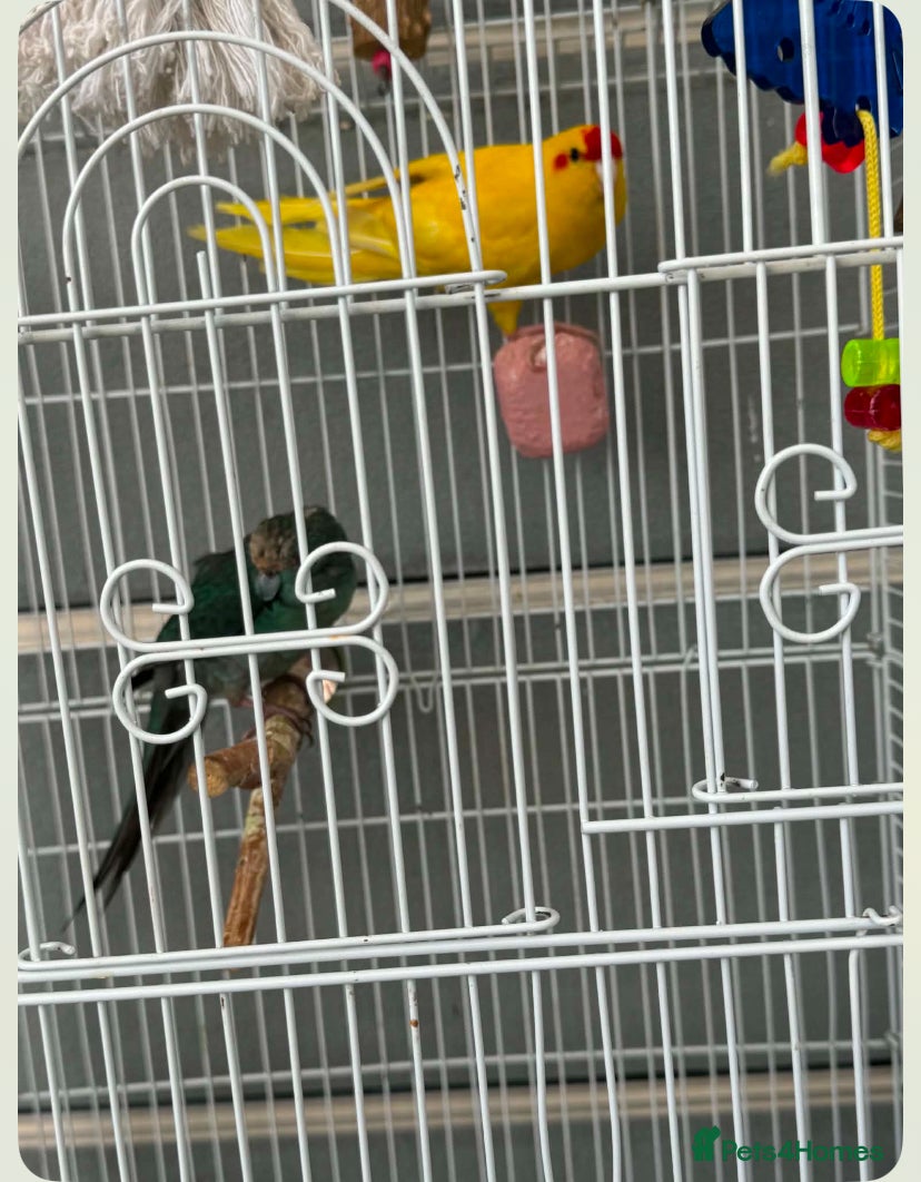 Mixed Breed birds Kakariki Birds for Sale – 1 Boy & 1 Girl 🐦🐦   - Advert 2
