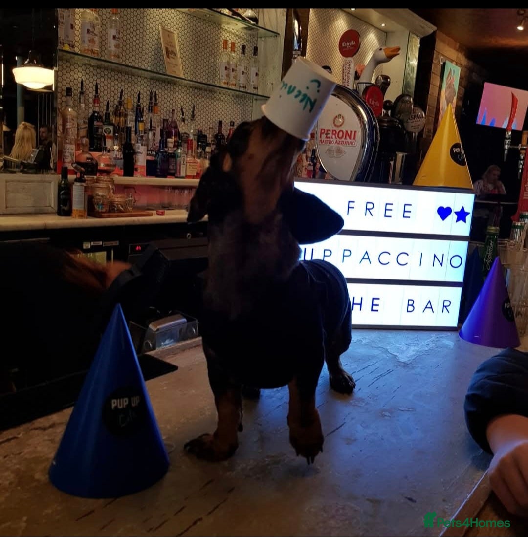 Miniature Dachshund dogs for sale: 7 year old miniature dachshund - Image 4