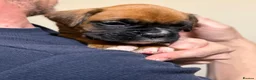Boxer dogs for sale: Boxer puppys - Advert 4