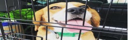 Beagle dogs for sale: Energetic Beagle - Advert 1