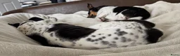Mixed Breed dogs for sale: Two young dogs  - Advert 9