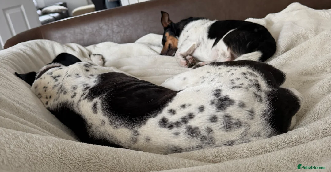 Mixed Breed dogs for sale: Two young dogs  - Advert 9