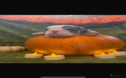 English Bulldog dogs for sale: Beautiful bulldog babies  - Image 7