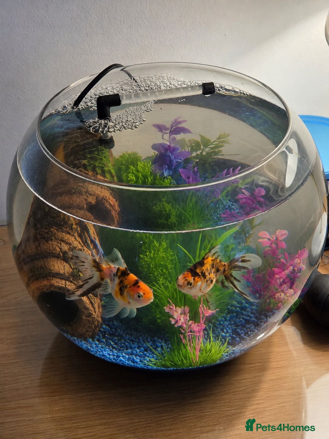 Goldfish fish Two cute calico goldfishes looking for a new home! - Advert 16