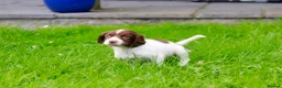 English Springer Spaniel dogs for sale: Working Line Liver And White Springer Spaniels - Advert 7