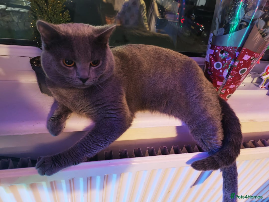 Russian Blue cats for sale: Male Russian blue kitten  - Advert 13