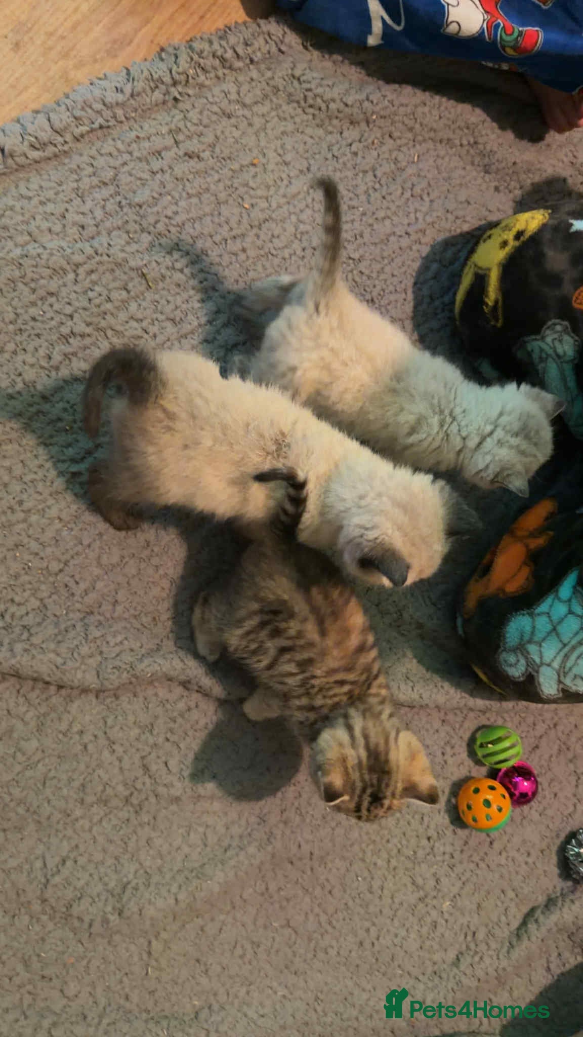 British Shorthair cats British shorthair x kittens  - Advert 1