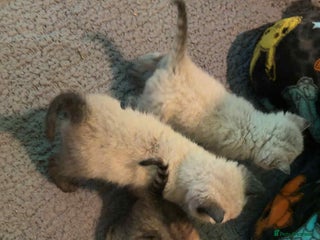 British Shorthair cats British shorthair x kittens - Advert 1