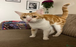 American Shorthair cats for sale: 2 Male cats Free to a good home  - Image 3