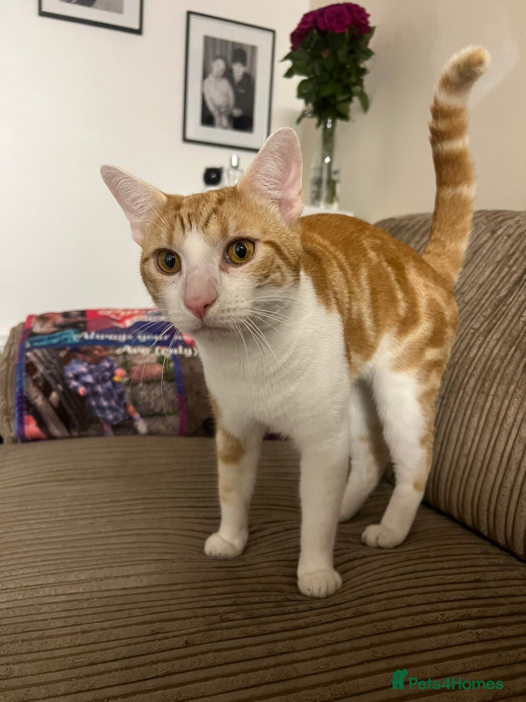 American Shorthair cats for sale: 2 Male cats Free to a good home  - Image 3