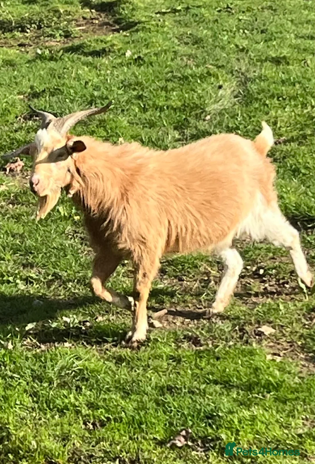 Goats livestock for sale: Free to Good Home Billy Goat - Advert 4