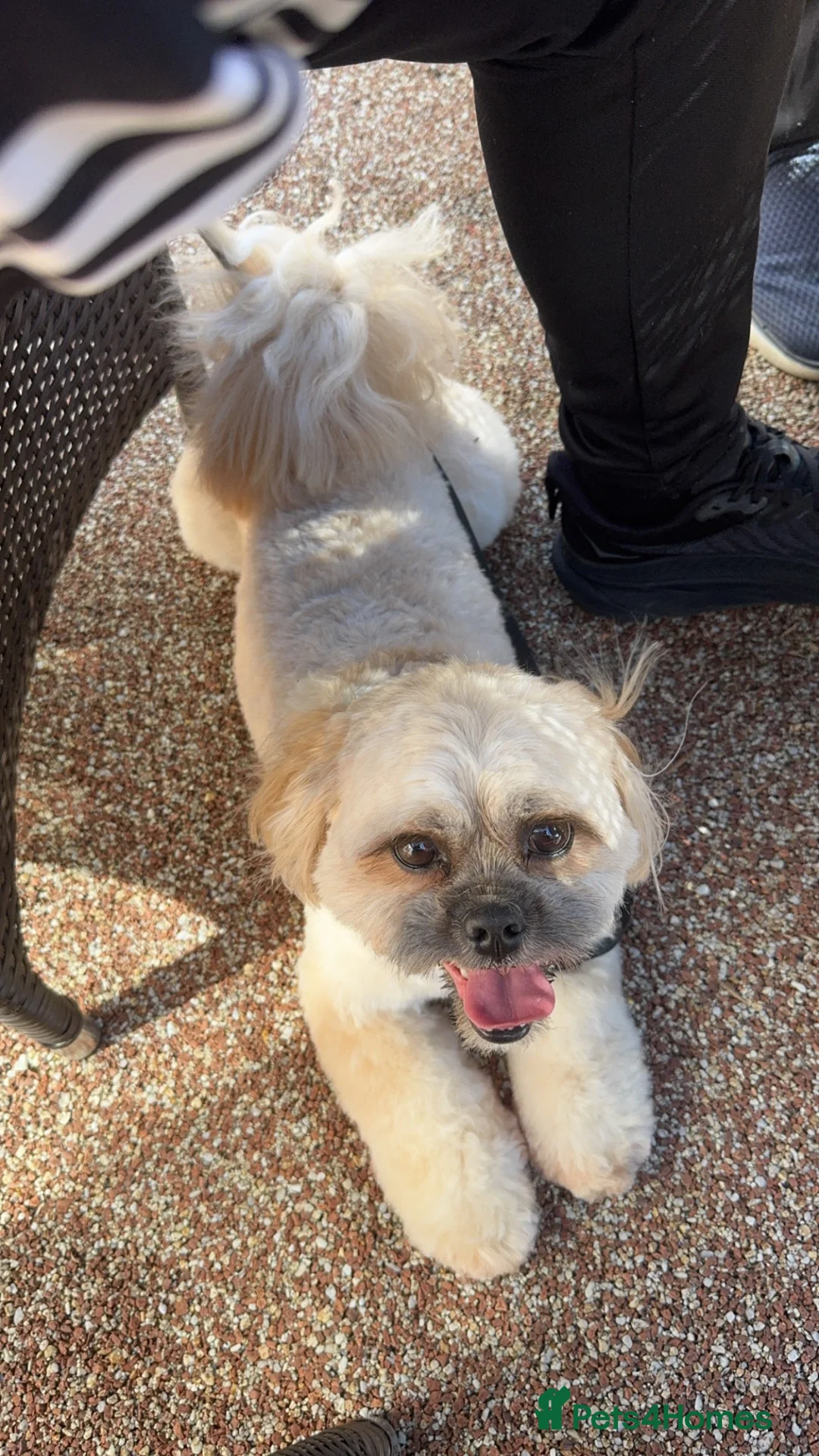 Mixed Breed dogs for sale: Boy dog Tedi in Swansea - Advert 4