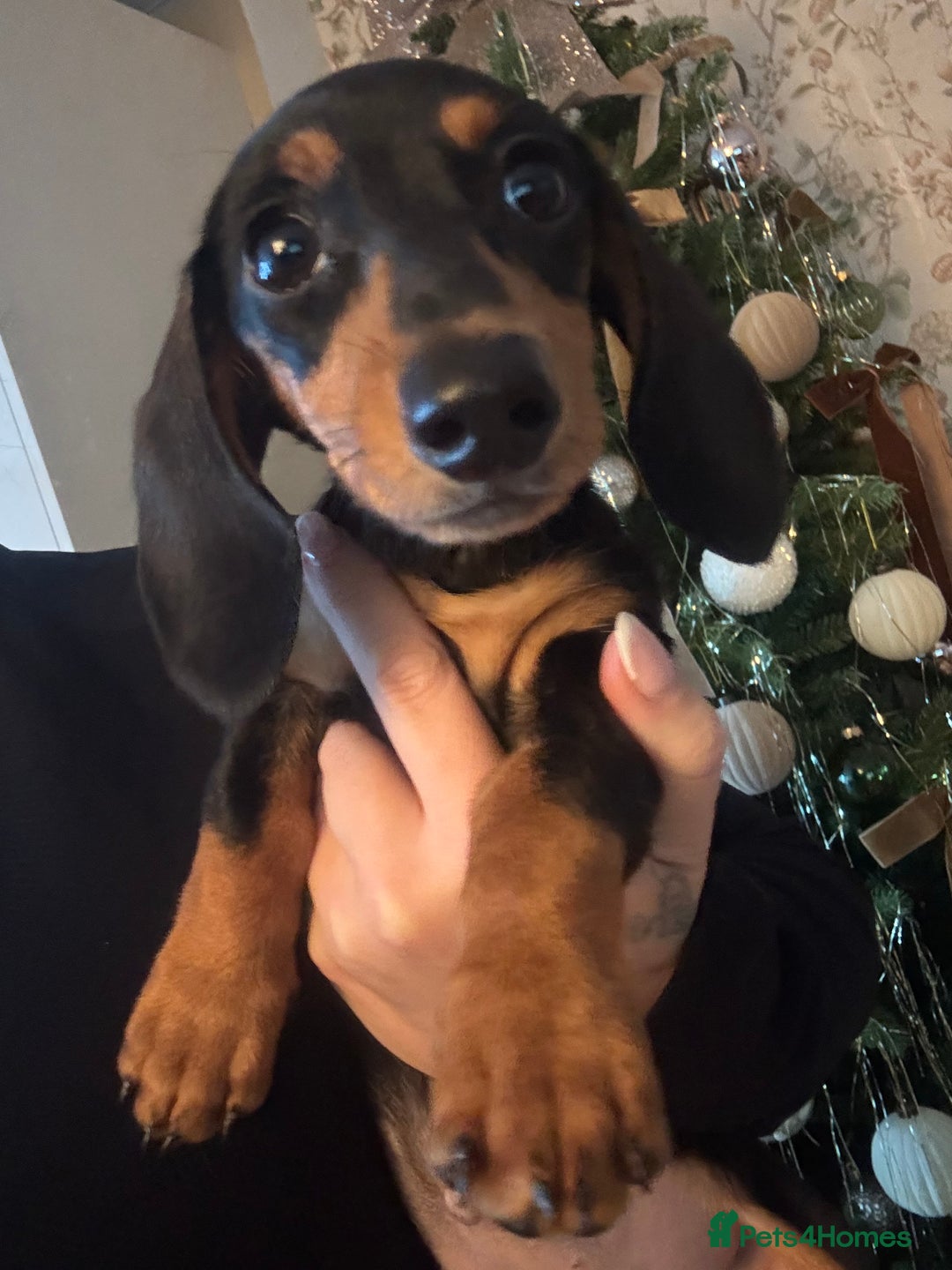 Miniature Dachshund dogs for sale: Beautiful miniature dachshund - Advert 1