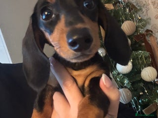 Miniature Dachshund dogs Beautiful miniature dachshund - Advert 4