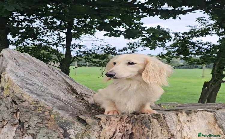 Miniature Dachshund dogs in Blackburn - Advert 10