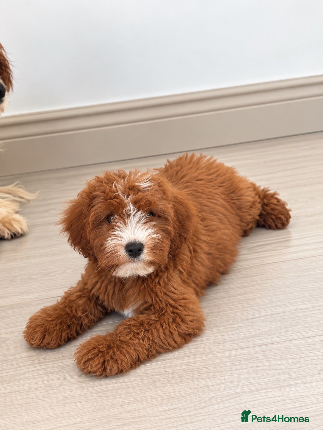Cavapoo dogs 1 beautiful boy left! Ready to leave. Cavapoo pup - Advert 1