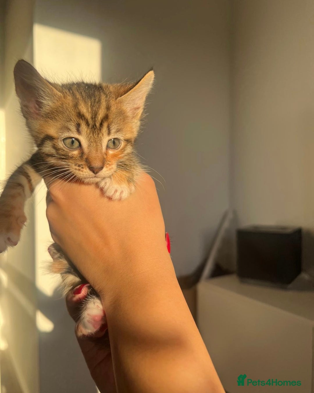 Bengal cats for sale: Beautiful Half Bengal Kittens - Advert 4