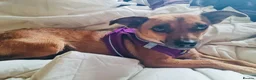Mixed Breed dogs for sale: Sweet little nutmeg needs her forever home - Advert 3