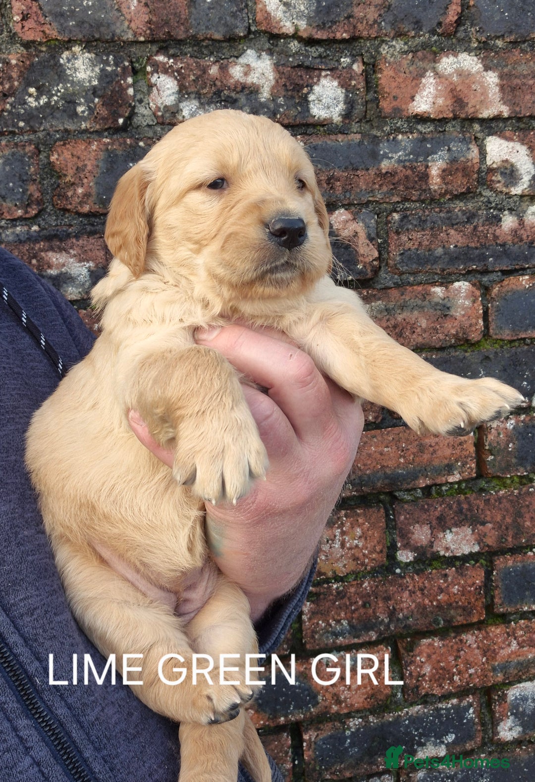 Golden Retriever dogs for sale: KC GOLDEN RETRIEVER PUPPIES HEALTH SCORED PARENTS  - Advert 5