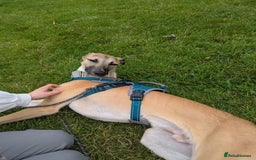 Greyhound dogs for sale: Mako - 9 month old greyhound - sweetest little boy - Image 4