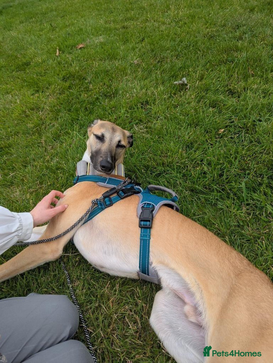 Greyhound dogs for sale: Mako - 9 month old greyhound - sweetest little boy - Image 4