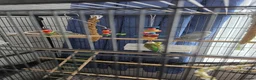 Budgerigars birds for sale: Budgies for sale  in Canvey Island - Advert 6
